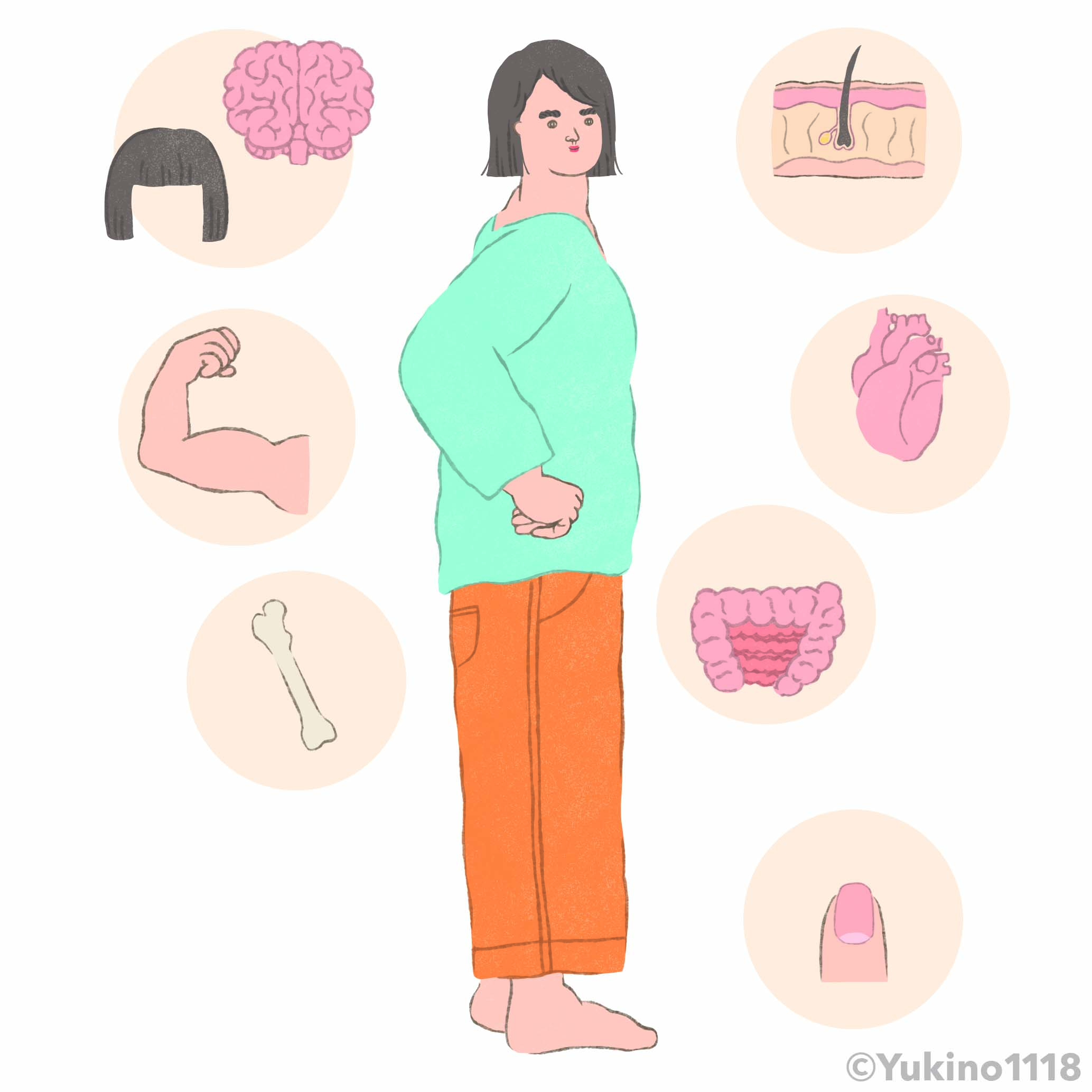 女性身体内臓健康たんぱく質イラスト